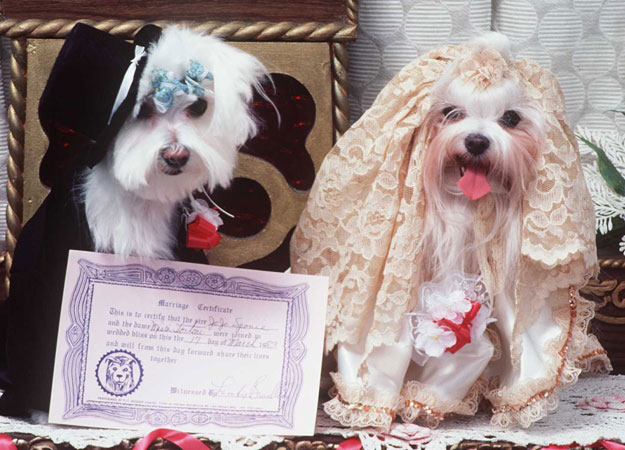 dog-wedding-photographer-photo-editing-service
